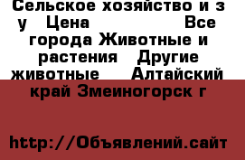 Сельское хозяйство и з/у › Цена ­ 2 500 000 - Все города Животные и растения » Другие животные   . Алтайский край,Змеиногорск г.